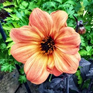 Meet your Posher, Nurul